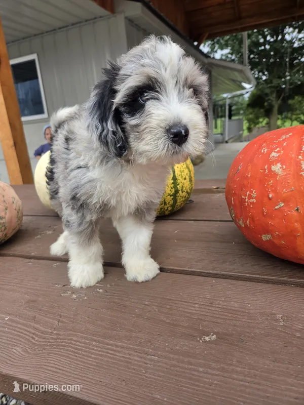 Archie – Aussiedoodle puppy for sale in Lagrange, IN