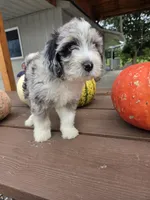 Archie, a male Aussiedoodle for sale in Lagrange, IN – 1 of 8