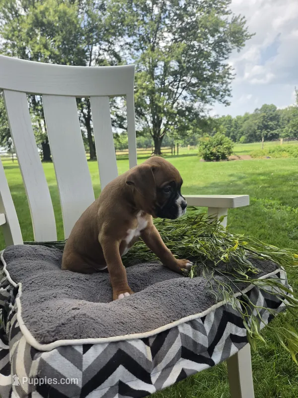 Zeus – Boxer puppy for sale in Lagrange, IN