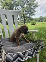 Zeus, a male Boxer for sale in Lagrange, IN – 1 of 9