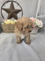 Jasper, a male Poodle - Miniature  for sale in Lagrange, IN – 5 of 9