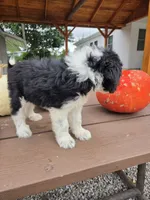 Lady, a female Aussiedoodle for sale in Lagrange, IN – 3 of 8