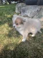Lavender Lacy, a female Pomeranian for sale in Lagrange, IN – 6 of 7