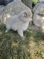 Lavender Lacy, a female Pomeranian for sale in Lagrange, IN – 2 of 7