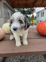 Oakly, a male Aussiedoodle for sale in Lagrange, IN – 4 of 8