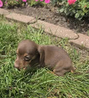 Kenzie, a female Miniature Dachshund for sale in Lagrange, IN – 5 of 8