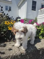 Darcy, a female Poodle - Miniature  for sale in Lagrange, IN – 2 of 8