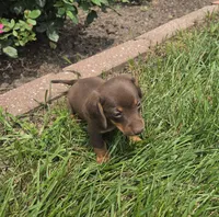 Kane, a female Miniature Dachshund for sale in Lagrange, IN – 6 of 9