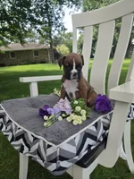 Piper, a female Boxer for sale in Lagrange, IN – 2 of 10