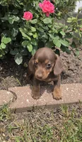 Kenzie, a female Miniature Dachshund for sale in Lagrange, IN – 4 of 8