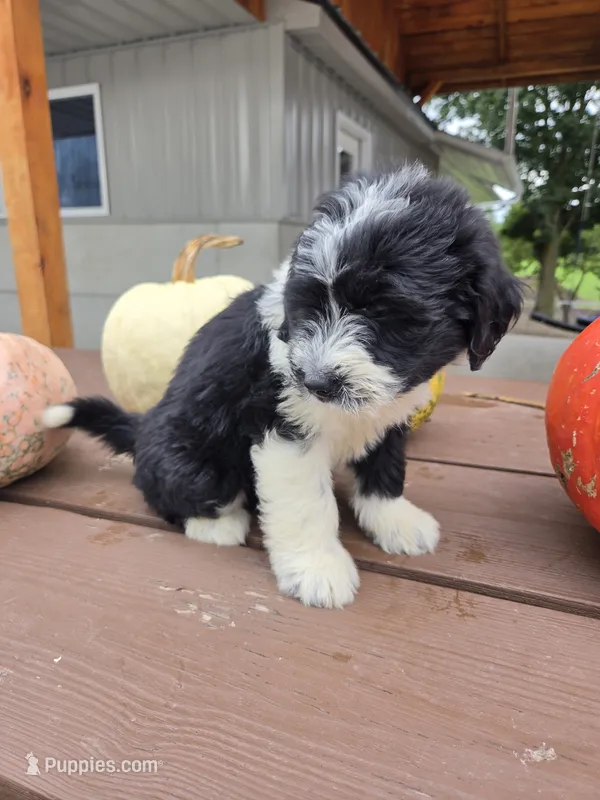 Charlotte – Aussiedoodle puppy for sale in Lagrange, IN