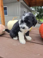 Charlotte, a female Aussiedoodle for sale in Lagrange, IN – 1 of 9