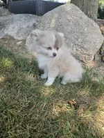 Lavender Lacy, a female Pomeranian for sale in Lagrange, IN – 5 of 7