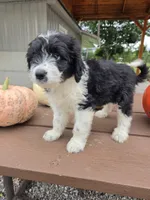 Lady, a female Aussiedoodle for sale in Lagrange, IN – 8 of 8
