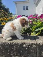 Darcy, a female Poodle - Miniature  for sale in Lagrange, IN – 6 of 8