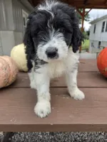 Lady, a female Aussiedoodle for sale in Lagrange, IN – 6 of 8