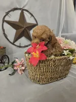 Ruby, a female Poodle - Miniature  for sale in Lagrange, IN – 7 of 10