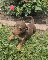 Khloe, a female Miniature Dachshund for sale in Lagrange, IN – 3 of 9