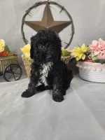 Chip, a male Poodle - Miniature  for sale in Lagrange, IN – 2 of 7