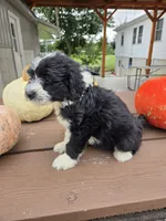 Charlotte, a female Aussiedoodle for sale in Lagrange, IN – 3 of 9