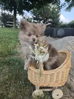 Lindsey, a female Pomeranian for sale in Lagrange, IN – 7 of 10