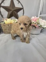 Jasper, a male Poodle - Miniature  for sale in Lagrange, IN – 6 of 9