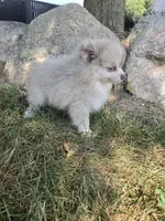 Lavender Lacy, a female Pomeranian for sale in Lagrange, IN – 7 of 7