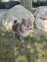 Lindsey, a female Pomeranian for sale in Lagrange, IN – 5 of 10