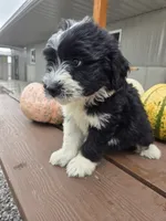 Charlotte, a female Aussiedoodle for sale in Lagrange, IN – 6 of 9