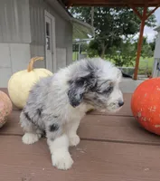 Annie, a female Aussiedoodle for sale in Lagrange, IN – 3 of 7