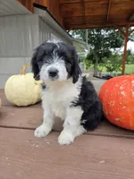Lady, a female Aussiedoodle for sale in Lagrange, IN – 4 of 8