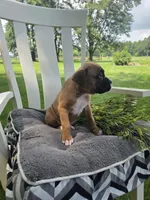 Tank, a male Boxer for sale in Lagrange, IN – 6 of 9