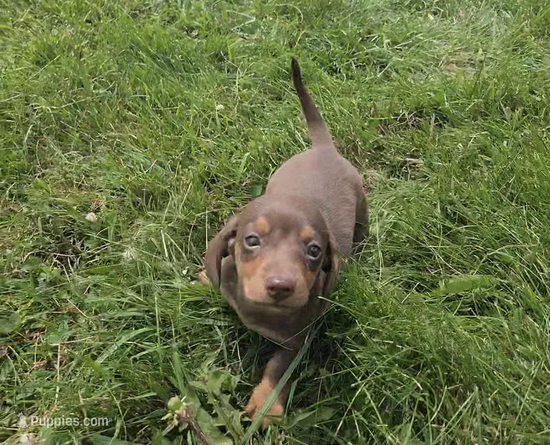 Kenzie – Miniature Dachshund puppy for sale in Lagrange, IN