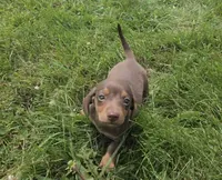 Kenzie, a female Miniature Dachshund for sale in Lagrange, IN – 1 of 8