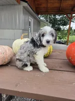 Oakly, a male Aussiedoodle for sale in Lagrange, IN – 6 of 8