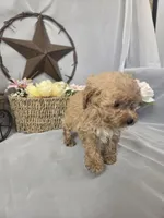 Jasper, a male Poodle - Miniature  for sale in Lagrange, IN – 9 of 9
