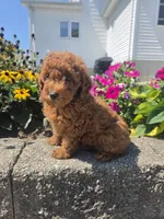 Dominic , a male Poodle - Miniature  for sale in Lagrange, IN – 2 of 8