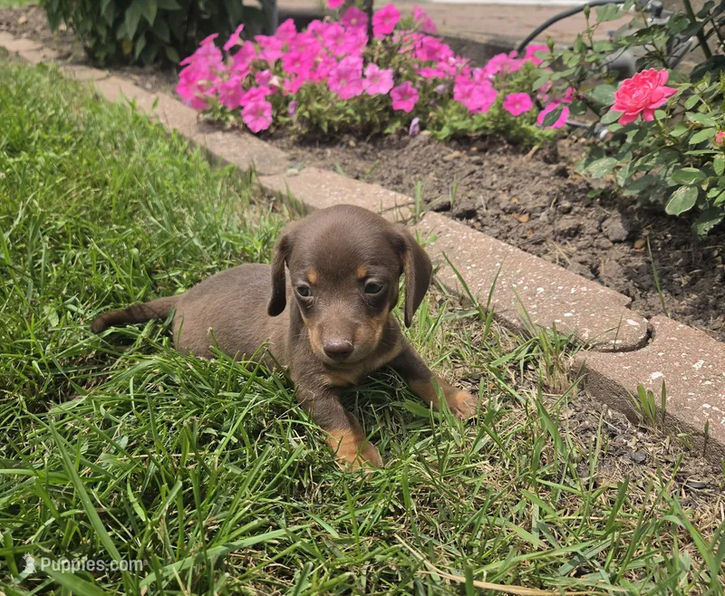 Kane – Miniature Dachshund puppy for sale in Lagrange, IN