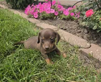 Kane, a female Miniature Dachshund for sale in Lagrange, IN – 1 of 9