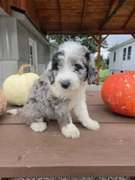 Benny, a male Aussiedoodle for sale in Lagrange, IN – 7 of 8