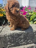Dominic , a male Poodle - Miniature  for sale in Lagrange, IN – 4 of 8