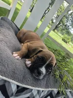 Tank, a male Boxer for sale in Lagrange, IN – 7 of 9