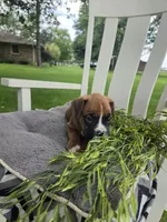 Jagger, a male Boxer for sale in Lagrange, IN – 2 of 9