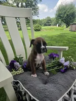 Piper, a female Boxer for sale in Lagrange, IN – 3 of 10