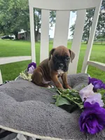 Sophie, a female Boxer for sale in Lagrange, IN – 2 of 10