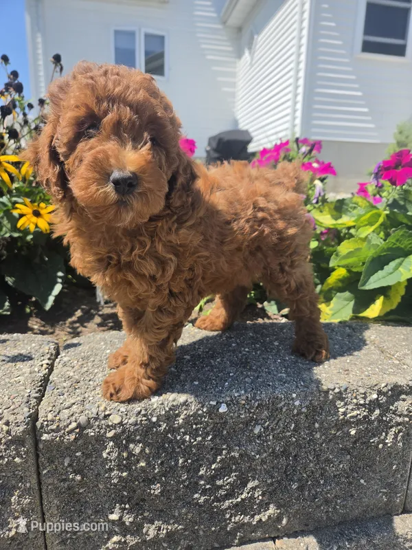 Dominic  – Poodle - Miniature  puppy for sale in Lagrange, IN