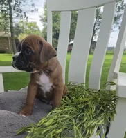 Dozer, a male Boxer for sale in Lagrange, IN – 6 of 9