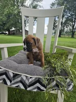 Jagger, a male Boxer for sale in Lagrange, IN – 8 of 9