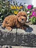 Danielle, a female Poodle - Miniature  for sale in Lagrange, IN – 6 of 8