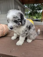 Annie, a female Aussiedoodle for sale in Lagrange, IN – 4 of 7